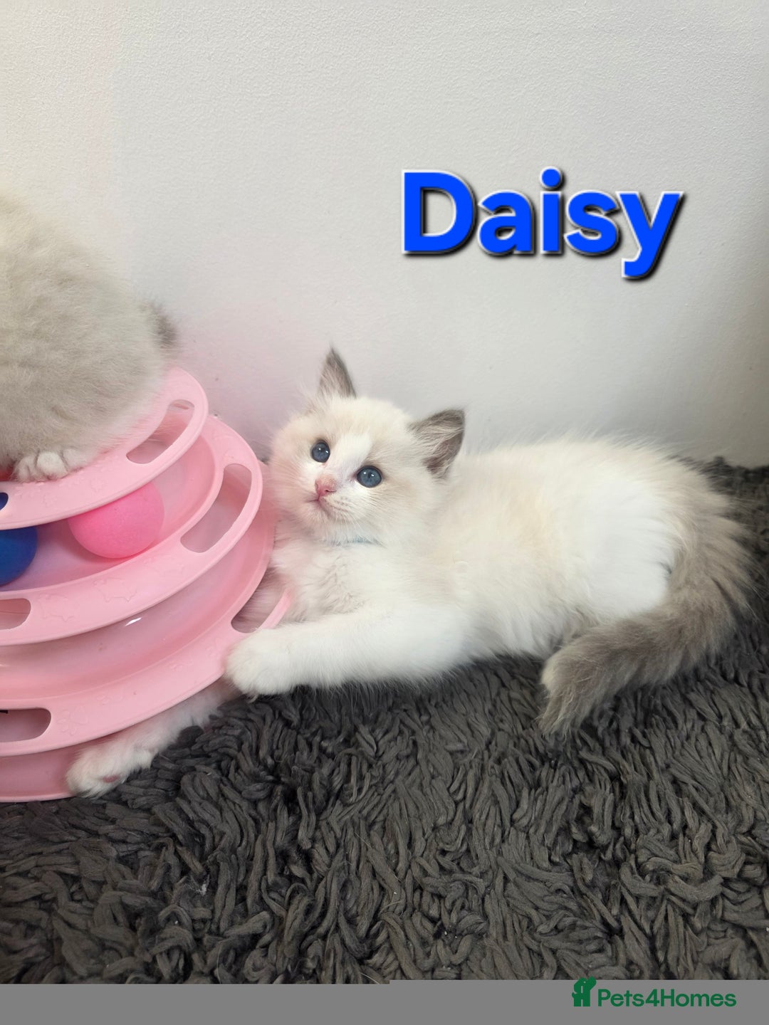 Ragdoll cats for sale: GCCF registered ragdoll kittens  - Advert 15