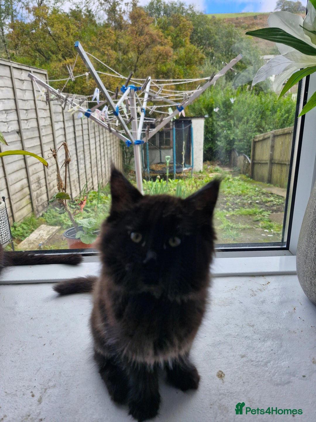 Maine Coon cats for sale: Maincoon x ragdoll  - Image 12