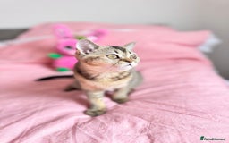 Scottish Fold cats for sale: Pedigree Kitten girl looking for a family  - Image 8