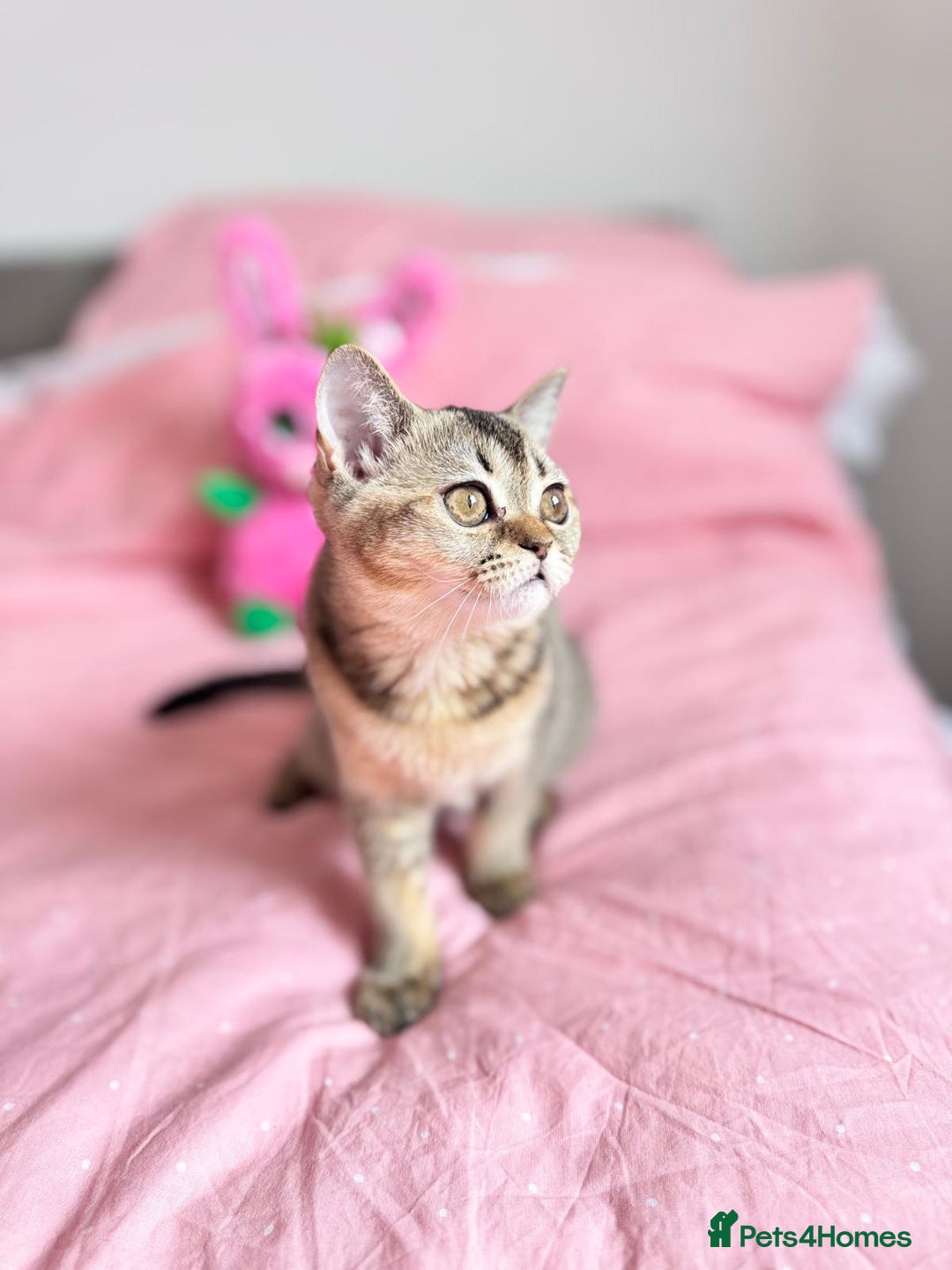 Scottish Fold cats for sale: Pedigree Kitten girl looking for a family  - Image 8