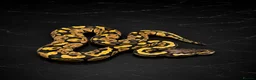 Python Snake reptiles for sale: Stunning Baby Ball Pythons!  - Advert 5