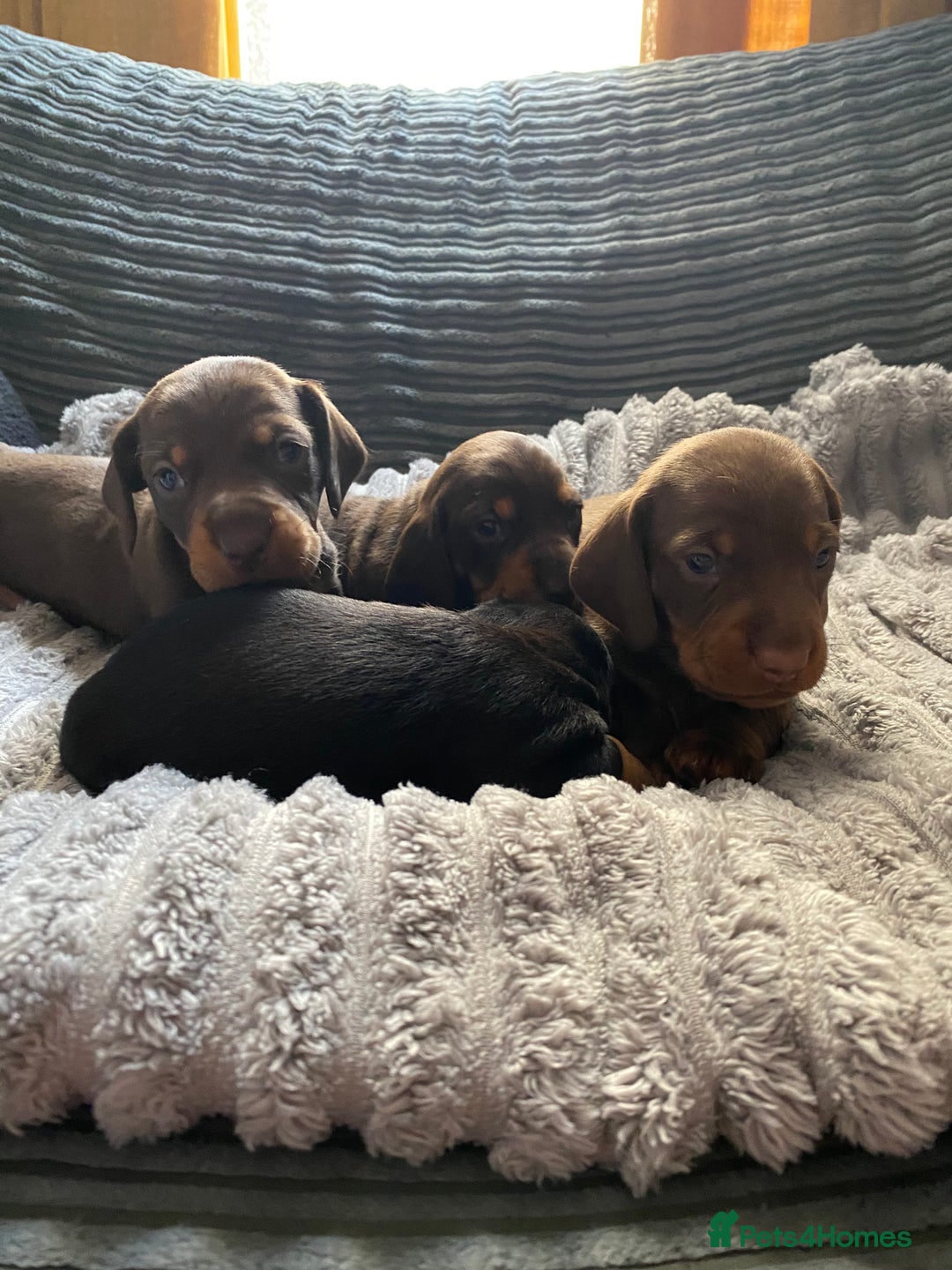 Dachshund dogs for sale: Dachshund puppy’s  - Image 5