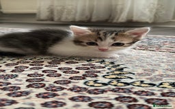 Persian cats for sale: mixed bombay and persian kittens  - Image 27