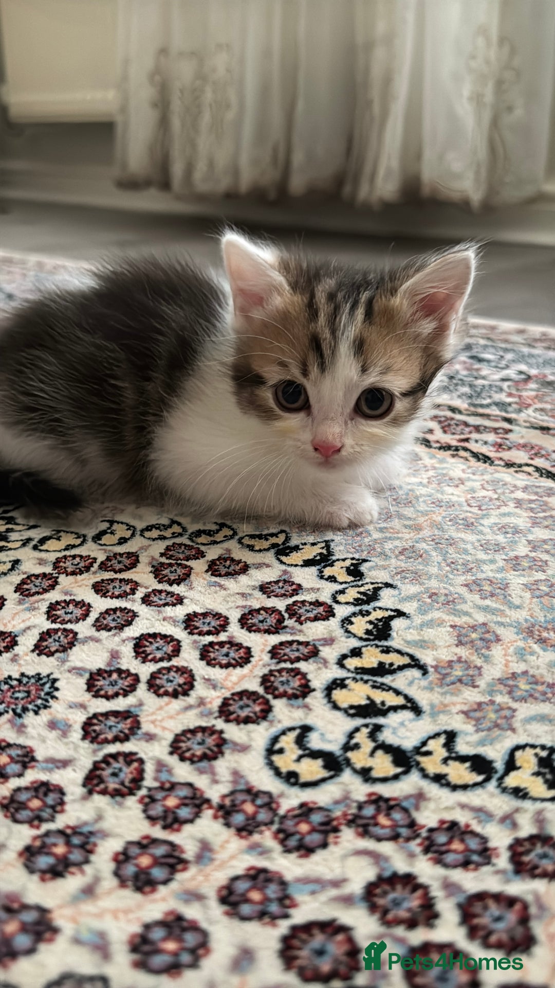 Persian cats for sale: mixed bombay and persian kittens  - Image 27