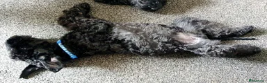Kerry Blue Terrier Puppy 3