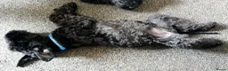 Kerry Blue Terrier dogs for sale: Kerry blue terrier puppies - Advert 24