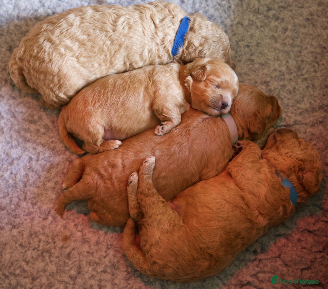 Cavachon dogs for sale: Gorgeous Cavapoochon’s Light Fox Red. - Image 9