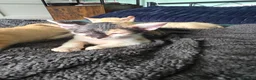 Sphynx cats for sale: Sphynx / Devon Rex Mix Kittens Ready Homes - Advert 9
