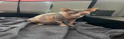 Sphynx cats for sale: TICA Registered Sphynx Girl Only-Cat Home Required - Advert 4