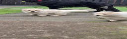 German Shepherd dogs for sale: This is a presale post for now  - Advert 14