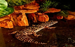 Leopard Gecko reptiles for sale: Leopard Gecko - Advert 3