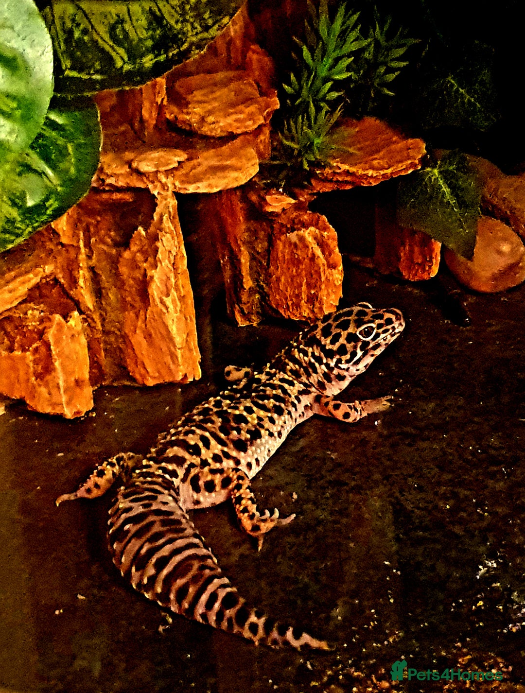 Leopard Gecko reptiles for sale: Leopard Gecko - Advert 3