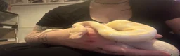 Snake reptiles for sale: Royal pythons, corns & Mexican king black snakes  - Advert 2