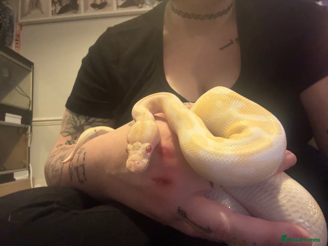 Snake reptiles for sale: Royal pythons, corns & Mexican king black snakes  - Advert 2