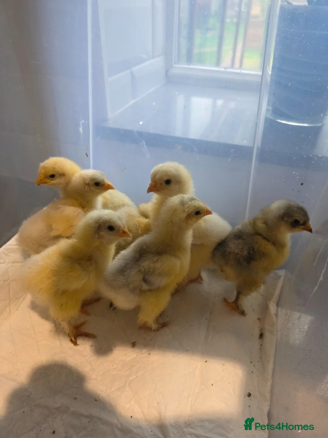 Chickens poultry for sale: 7 x LF white cochin chicks - Advert 2