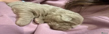 Lilac bear coat girl 💜 smallest baby 💜