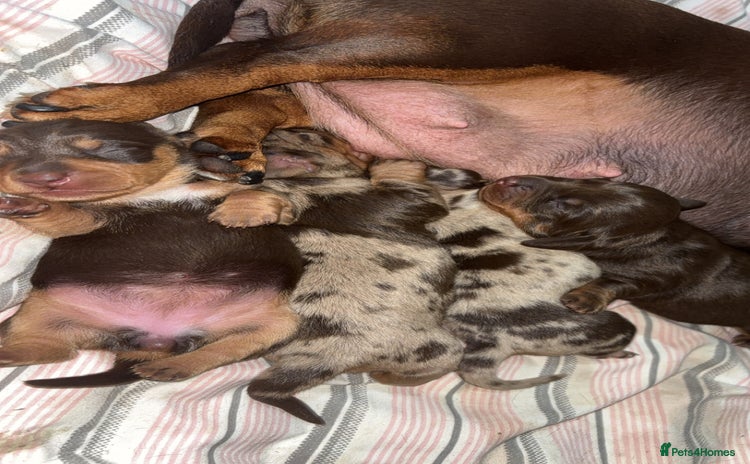 Miniature Dachshund dogs - Advert 1