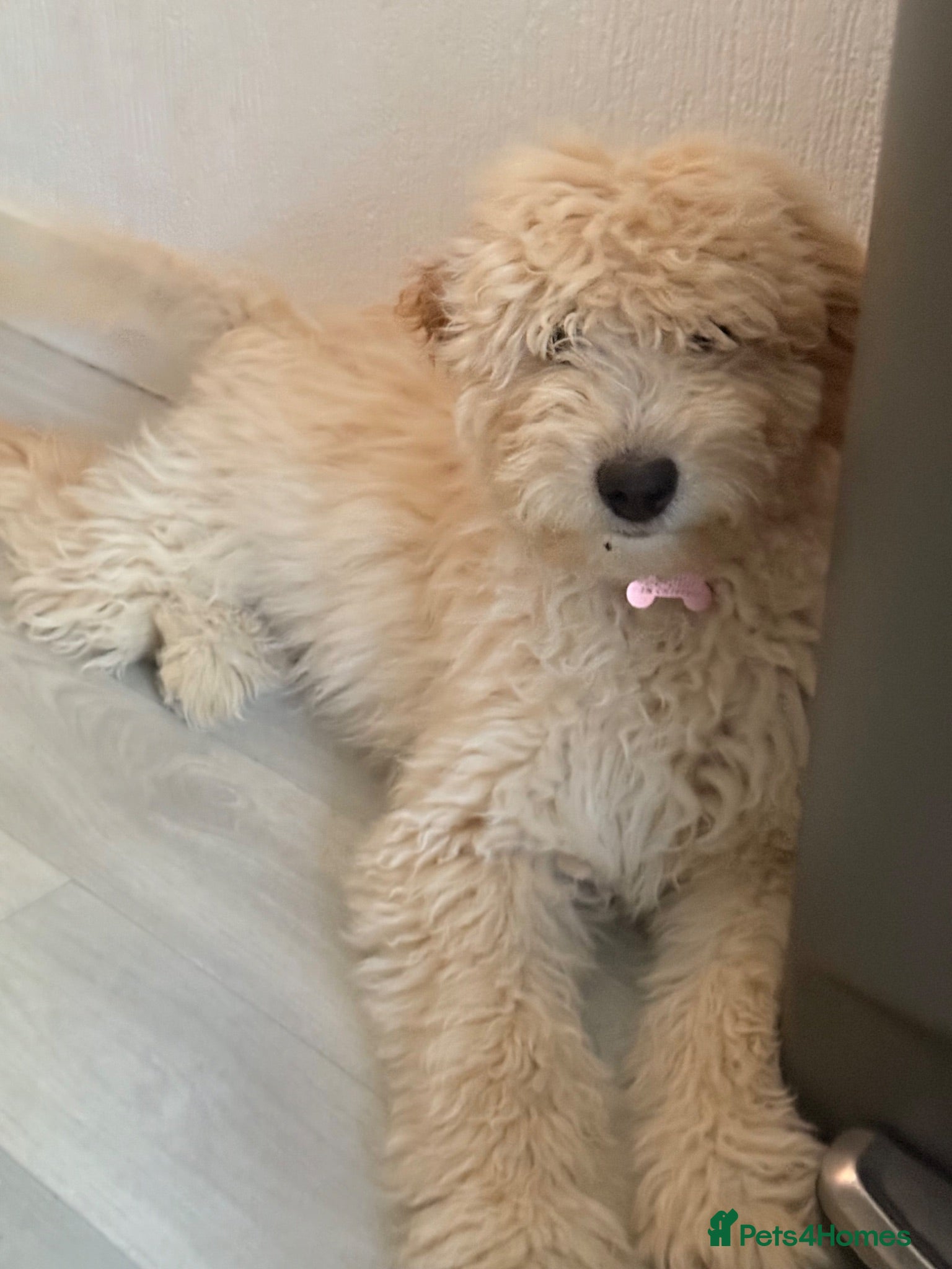Labradoodle dogs Labradoodle F2 - Advert 4