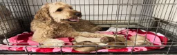 Goldendoodle dogs for sale: 🐾7 beautiful goldendoodles ready now🐾 - Advert 1