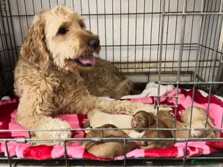 Goldendoodle dogs 🐾7 beautiful goldendoodles ready now🐾 - Advert 3