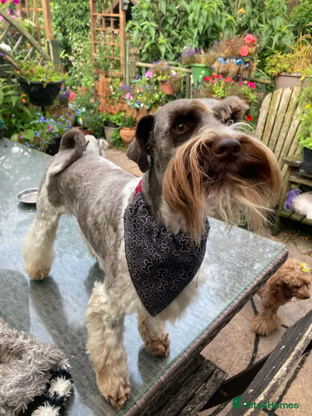 Miniature Schnauzer dogs for stud: KC CHOC/WHITE MIN SCHNAUZER BVA AND MAC CLEAR in Coventry - Advert 12