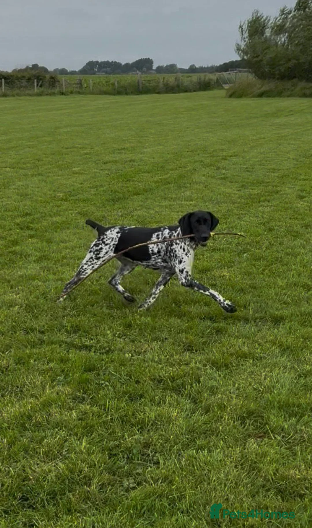 German Shorthaired Pointer dogs for sale: Gorgeous Green Short Haired Pups - Serbian Blood - Advert 18