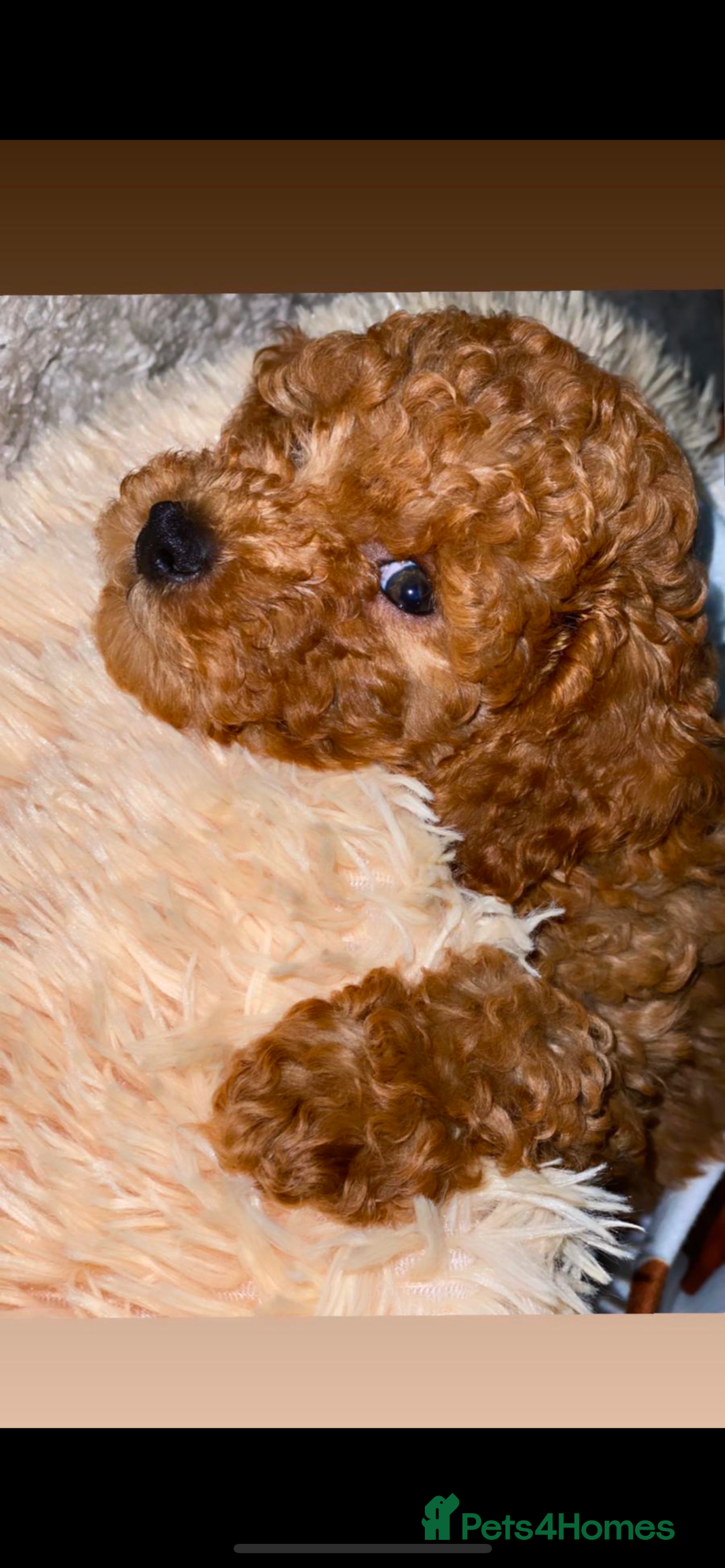 Cavapoo dogs for sale: Ready to leave deep red Cavapoo puppies  - Advert 4