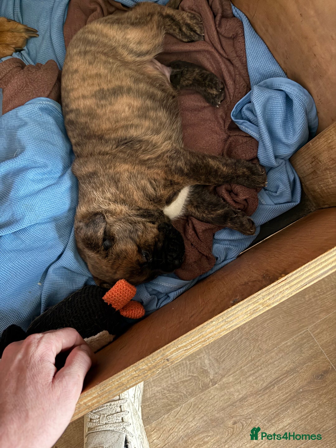 Mixed Breed dogs for sale: Mastiff cross puppy  - Advert 4