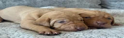 Hungarian Vizsla dogs for sale: OUR BEAUTIFUL GIRL HAS HAD 8 KC REG PUPS - Advert 7