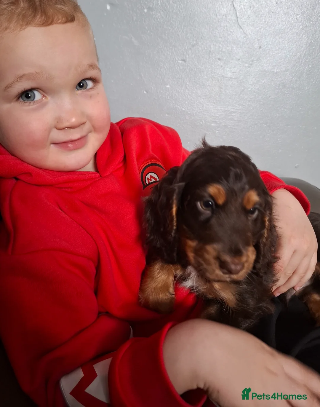 Cocker Spaniel dogs for sale: Cocker spaniel puppies  - Advert 1