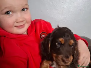 Cocker Spaniel dogs Cocker spaniel puppies - Advert 3