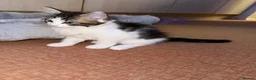 Mixed Breed cats for sale: 3 beautiful kittens ready to leave  - Advert 2