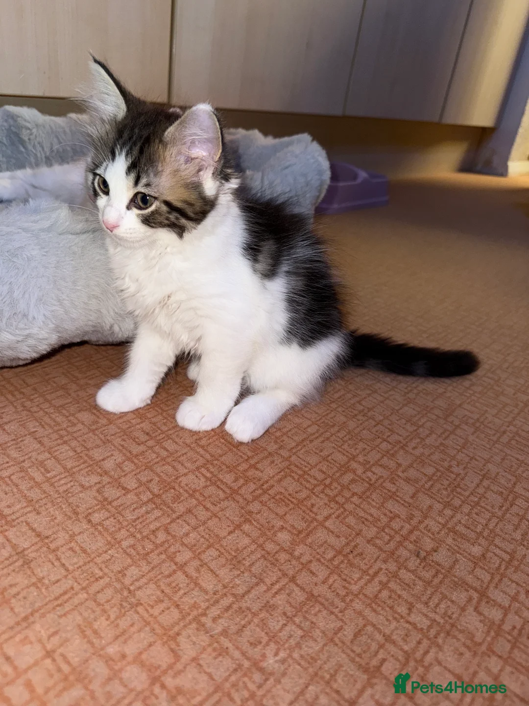 Mixed Breed cats for sale: 3 beautiful kittens ready to leave  - Advert 2