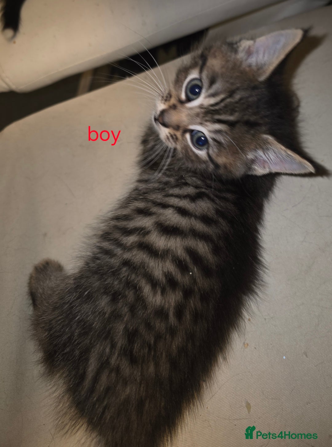 Mixed Breed cats for sale: Kittens - Advert 6