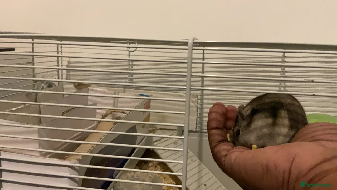 Hamster rodents for sale: Russian dwarf hamster  - Advert 1