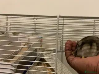 Hamster rodents Russian dwarf hamster - Advert 6