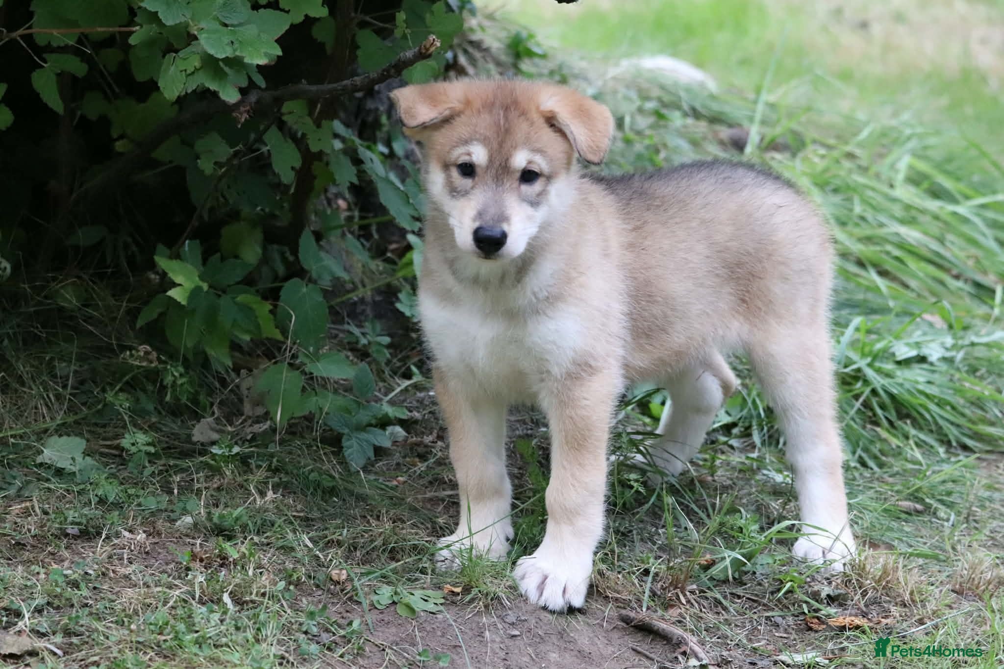 Saarloos Wolfdog dogs Timber dog wolfalike puppies - Advert 1