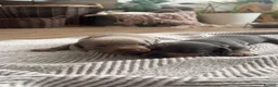 Miniature Dachshund dogs for sale: Kc registered miniature dachshund  - Advert 17