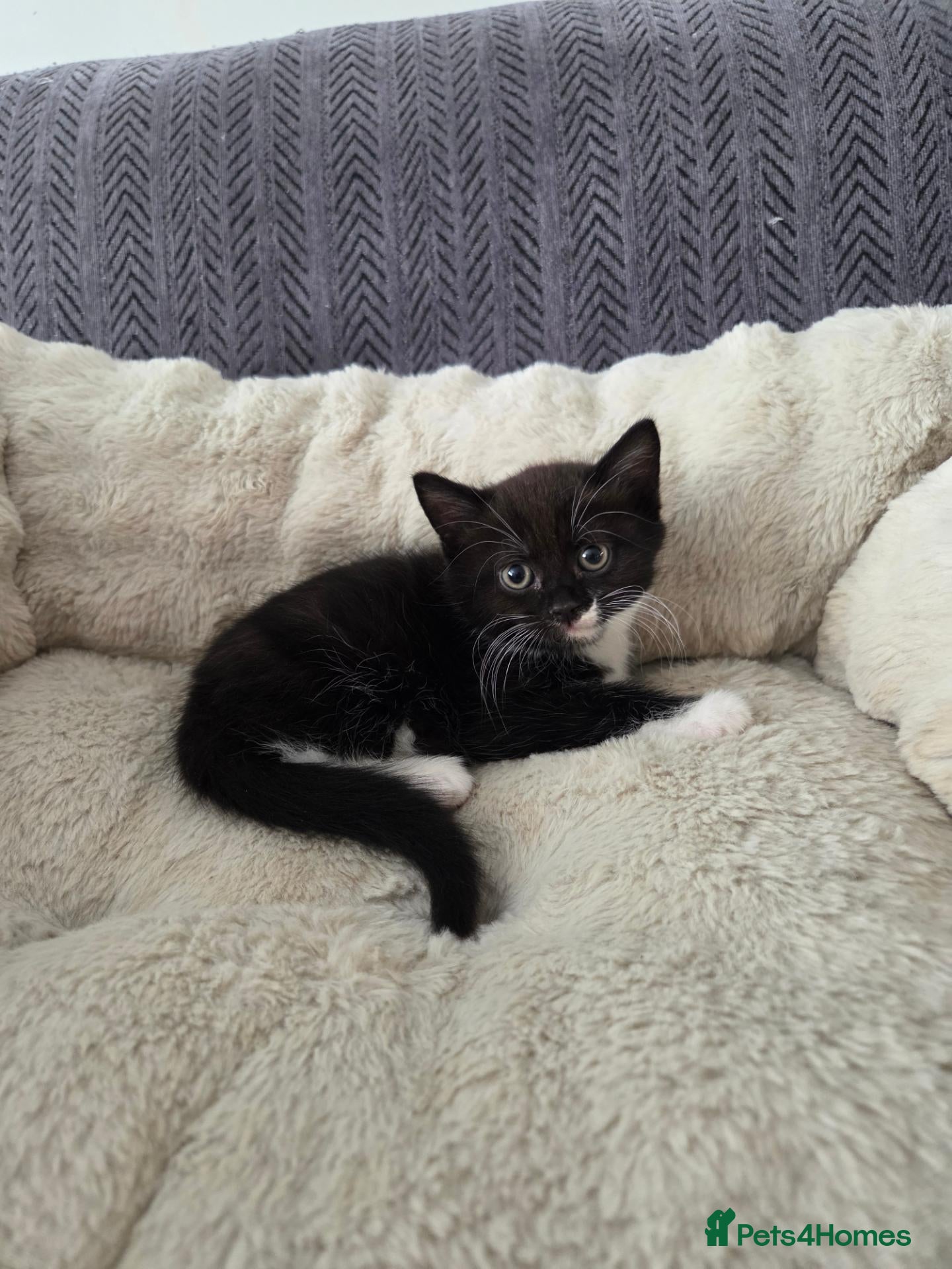 Mixed Breed cats BSH mixed kittens - Advert 12
