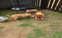 Cocker Spaniel dogs for sale: Red Cocker Spaniel puppies for sale - Image 3