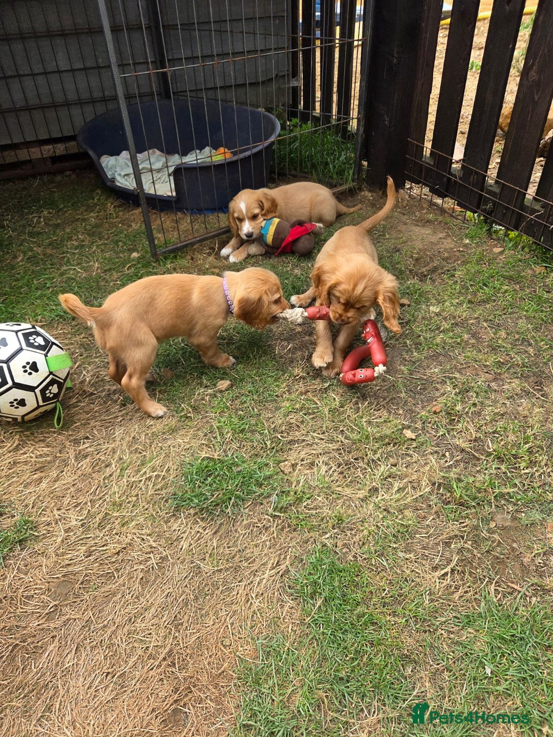 Cocker Spaniel dogs for sale: Red Cocker Spaniel puppies for sale - Image 3