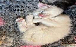 Maine Coon cats for sale: TICA & Council licensed white/black Maine Coons - Image 21