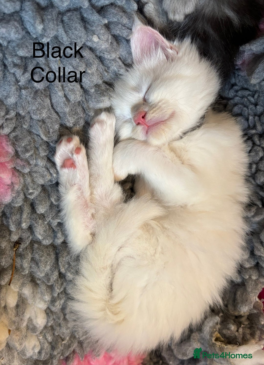 Maine Coon cats for sale: TICA & Council licensed white/black Maine Coons - Image 21