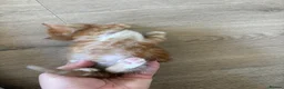 Mixed Breed cats for sale: 4 Ginger Male Kittens from 7th of September  in London - Advert 23