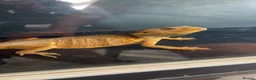 Bearded Dragon reptiles for sale: Citrus bearded dragon  - Advert 2