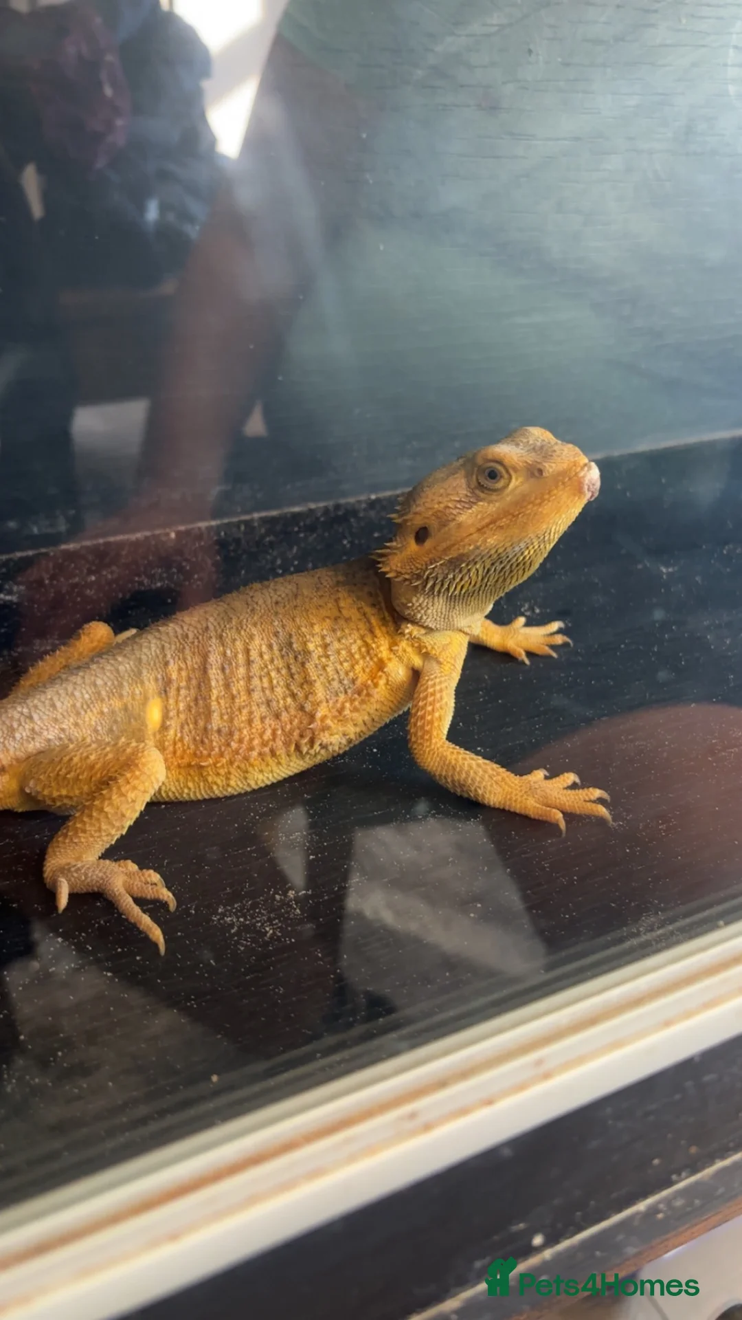 Bearded Dragon reptiles for sale: Citrus bearded dragon  - Advert 2