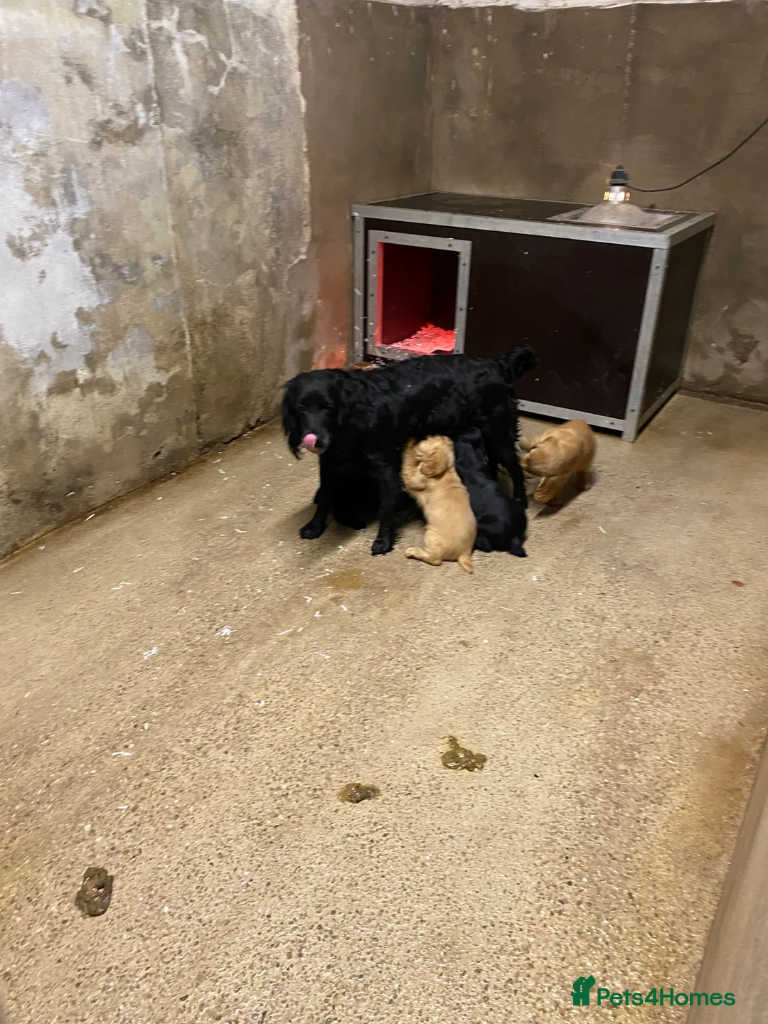 Cocker Spaniel dogs for sale: Working Cocker Spaniels - Advert 3