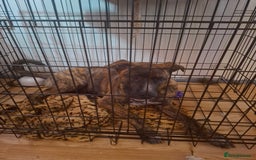 Mixed Breed dogs for sale: Dog de bordeaux female puppy - Image 6