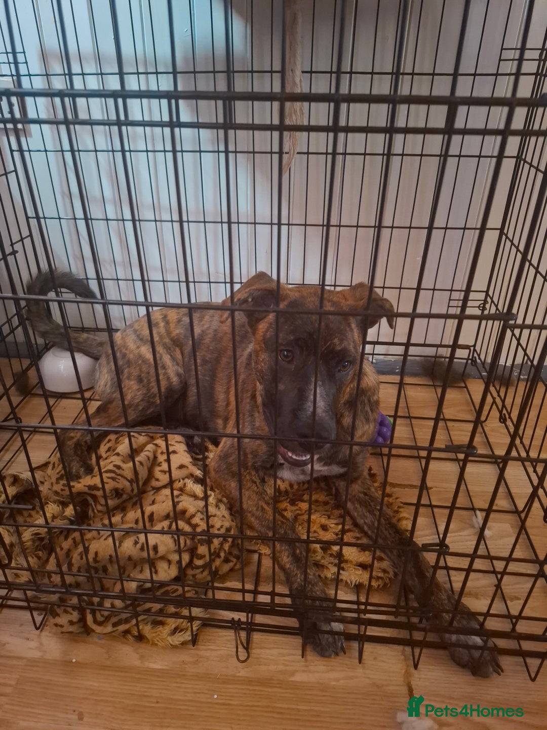 Mixed Breed dogs for sale: Dog de bordeaux female puppy - Image 6