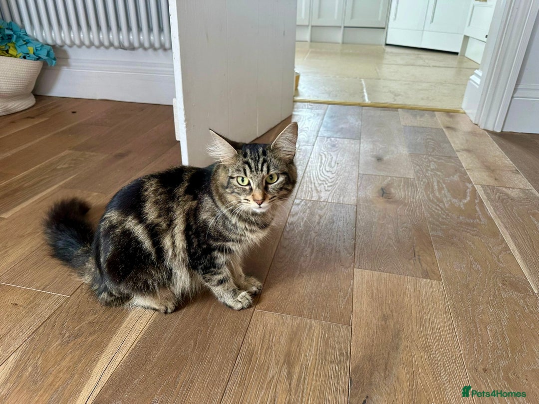 Mixed Breed cats for sale: Ragdoll x Maincoon x Manx - Image 6